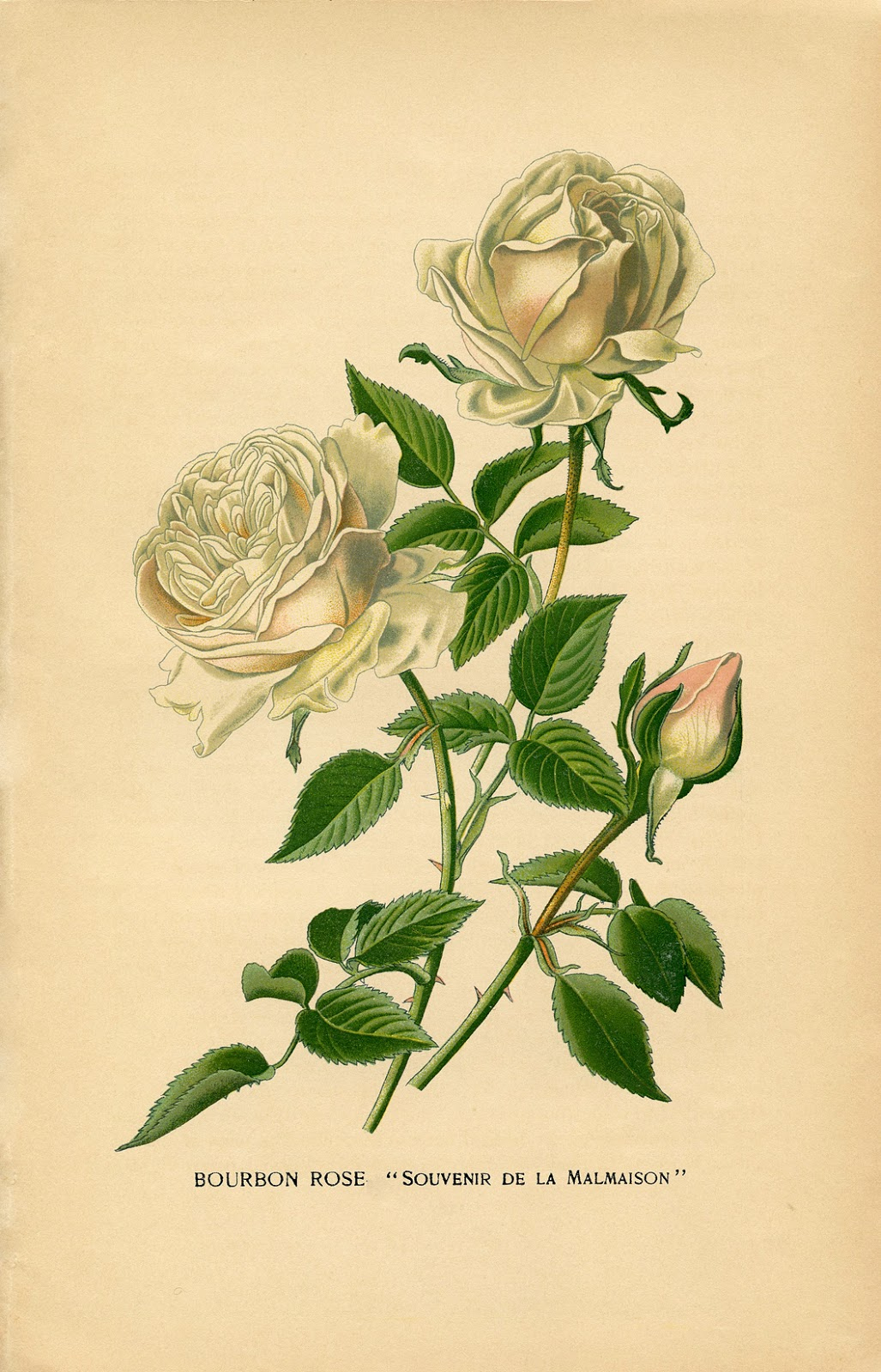 10 Free Vintage Roses Images - Gorgeous! - The Graphics Fairy - Free Printable Roses