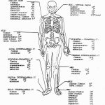 18 Fresh Free Printable Human Anatomy Coloring Pages Page Throughout   Free Printable Anatomy Pictures