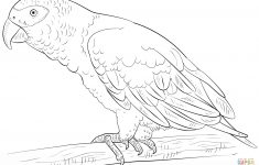 Free Printable Parrot Coloring Pages