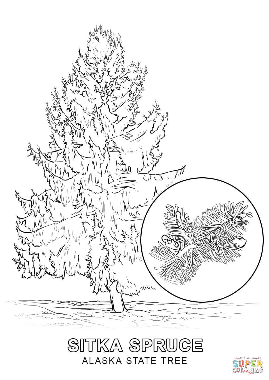 Alaska State Tree Coloring Page | Free Printable Coloring Pages - Free Printable Pictures Of Alaska