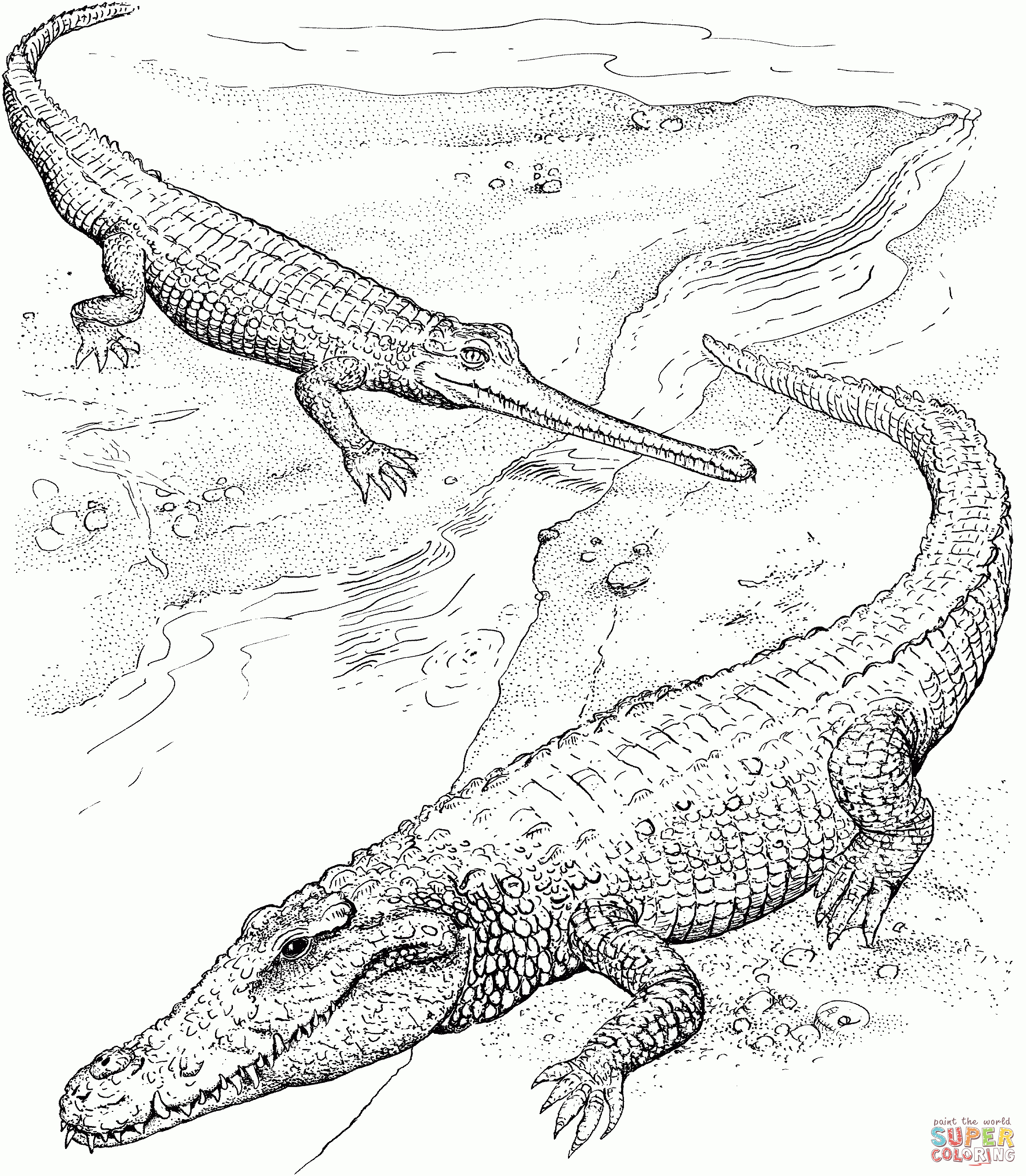 American Crocodile And Indian Gharial Coloring Page | Free Printable - Free Printable Pictures Of Crocodiles