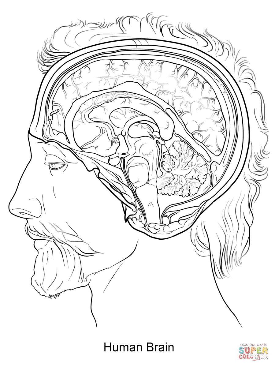 Anatomy Coloring Pages | Free Coloring Pages - Free Printable Human Anatomy Coloring Pages