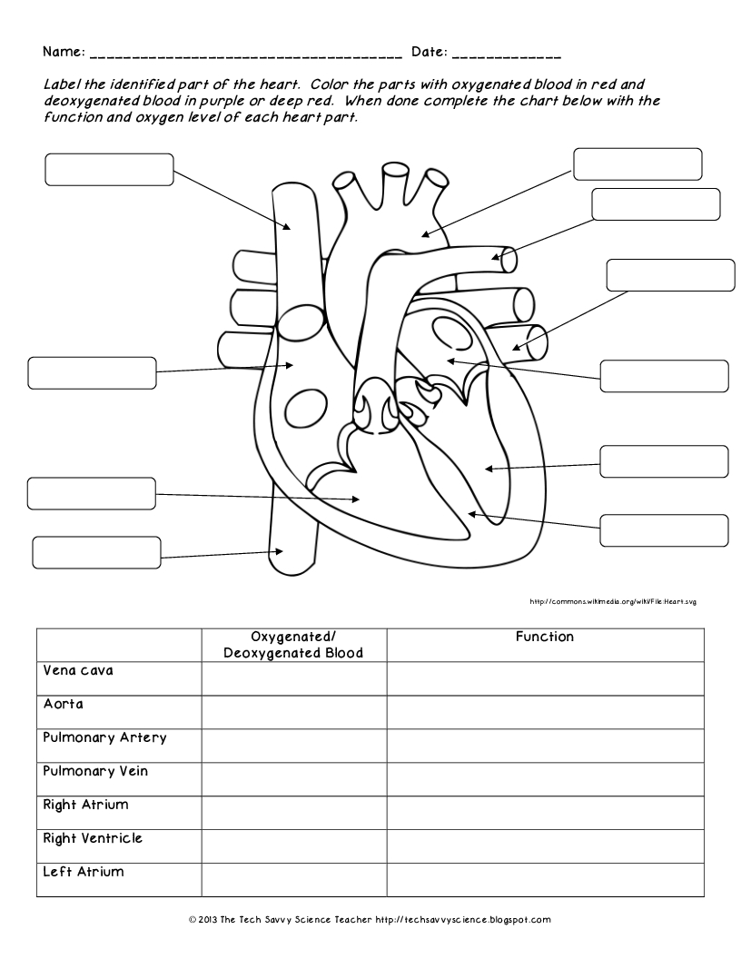 Anatomy Labeling Worksheets - Bing Images | Esthetics | Pinterest - Free Printable Human Anatomy Worksheets