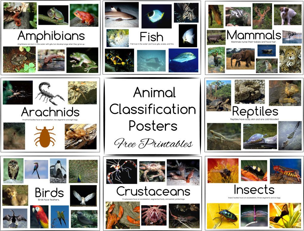 Animal Classification Posters And Games - Free Printables - Free Printable Animal Classification Cards