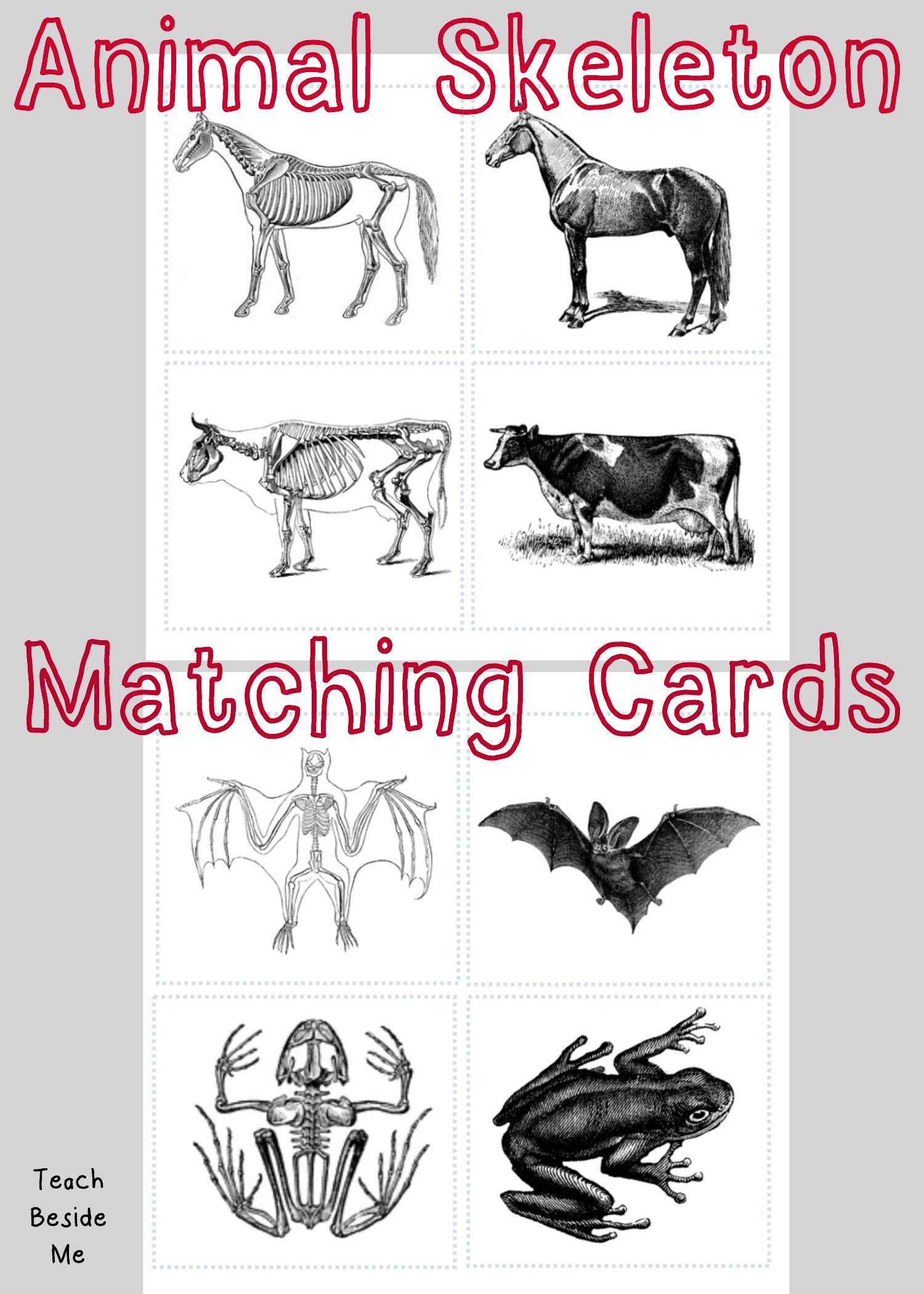 Animal Skeleton Matching Cards | احياء | Pinterest | Animal - Free Printable Animal X Rays