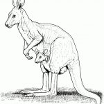 Australian Animals Coloring Pages | Free Printable Pictures   Free Printable Australian Animals