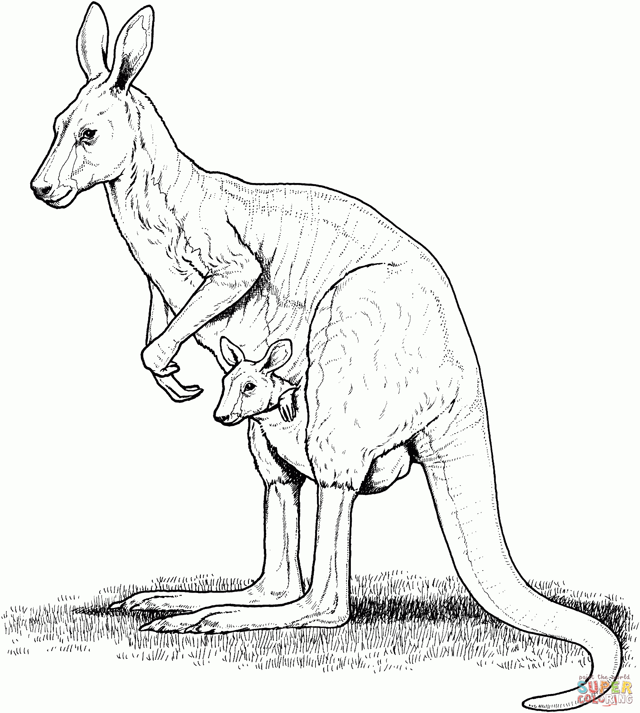 Australian Animals Coloring Pages | Free Printable Pictures - Free Printable Pictures Of Australian Animals