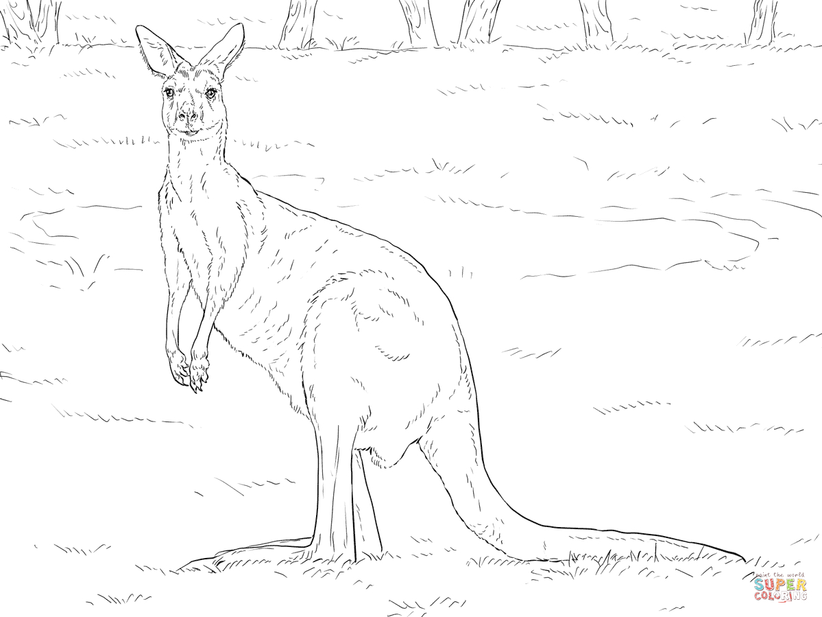 Australian Animals Coloring Pages | Free Printable Pictures - Free Printable Pictures Of Australian Animals