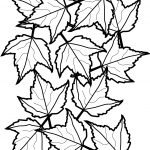 Autumn Maple Leaves Coloring Page | Free Printable Coloring Pages   Free Printable Fall Leaves Coloring Pages