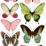 Beyond24Colours: Free Printables | References | Pinterest | Free   Free Printable Butterfly