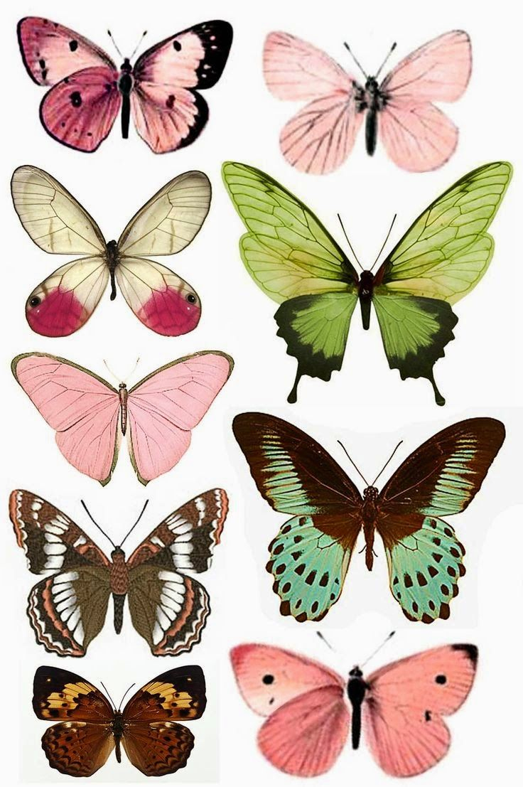 Beyond24Colours: Free Printables | References | Pinterest | Free - Free Printable Butterfly