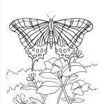 Butterfly Coloring Pages Games New Free Printable Butterfly Coloring   Free Printable Butterfly Coloring Pages