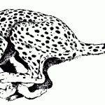Cheetah Printable Coloring Pages   Coloring Home   Free Printable Cheetah Pictures