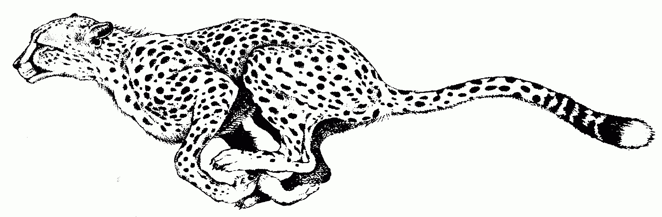 Cheetah Printable Coloring Pages - Coloring Home - Free Printable Cheetah Pictures