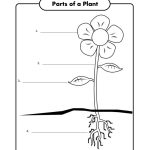 Children Can Label The Parts Of A Plant, From Super Teacher – Free Printable Worksheets For Kids Science