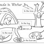 Coloriage Animaux Qui Hibernent : Viens T'amuser Gratuitement Sur   Free Printable Hibernation Worksheets