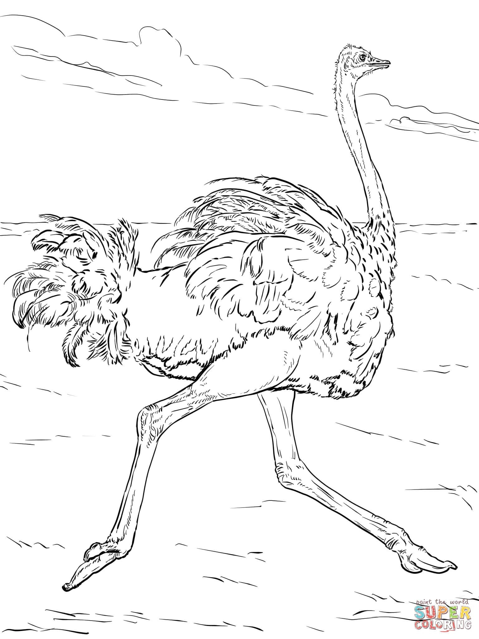 Coloriage - Autruche Qui Court | Coloriages À Imprimer Gratuits - Free Printable Desert Animals