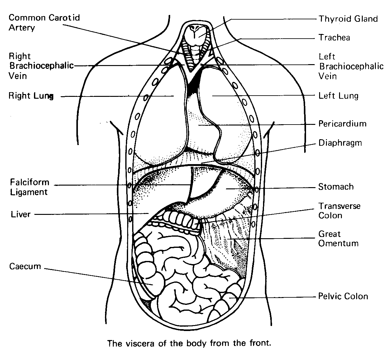 Coloring Pages : Human Anatomyring Pages Free Daily Remarkable - Free Printable Human Anatomy Coloring Pages