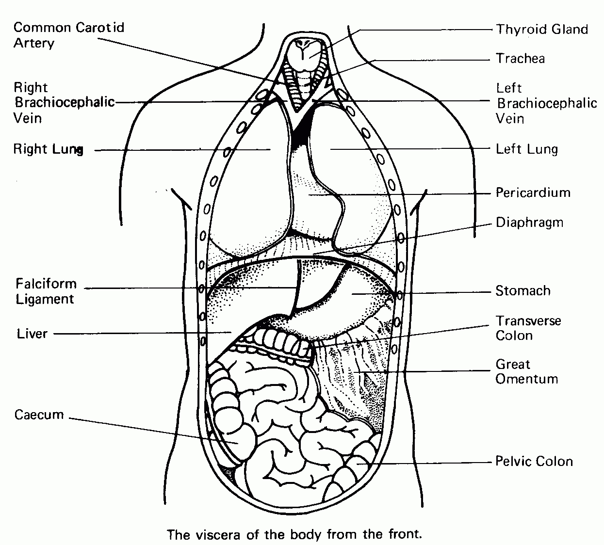 Coloring Pages : Lungy Coloring Page Human Brain Free Printable - Free Anatomy Coloring Pages Printable