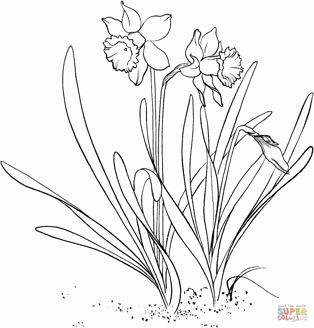 Daffodil Coloring Pages | Free Coloring Pages - Free Printable Pictures Of Daffodils