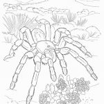 Desert Animal Coloring Pages | Coloring Pages | Pinterest | Desert   Free Printable Desert Animals