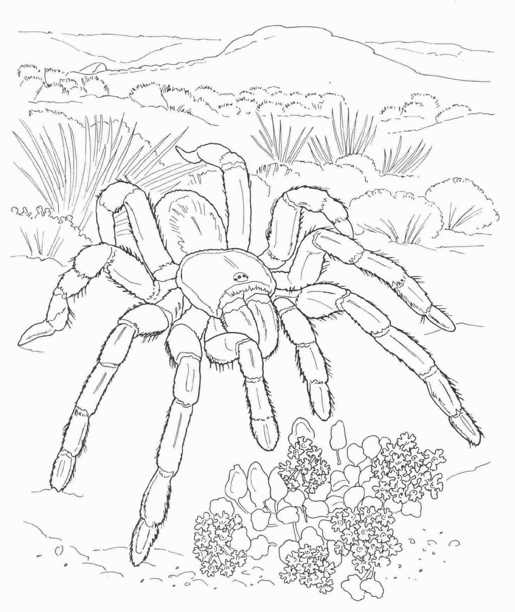 Desert Animal Coloring Pages | Coloring Pages | Pinterest | Desert - Free Printable Desert Animals