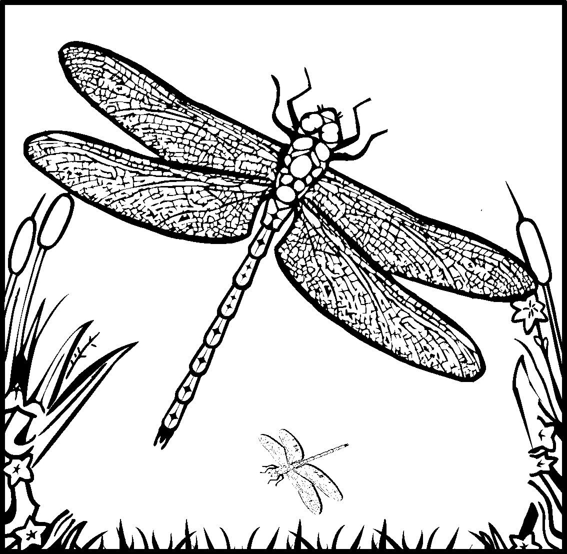 Detailed Coloring Pages For Adults | Dragonfly And Fairy Coloring - Free Printable Pictures Of Dragonflies