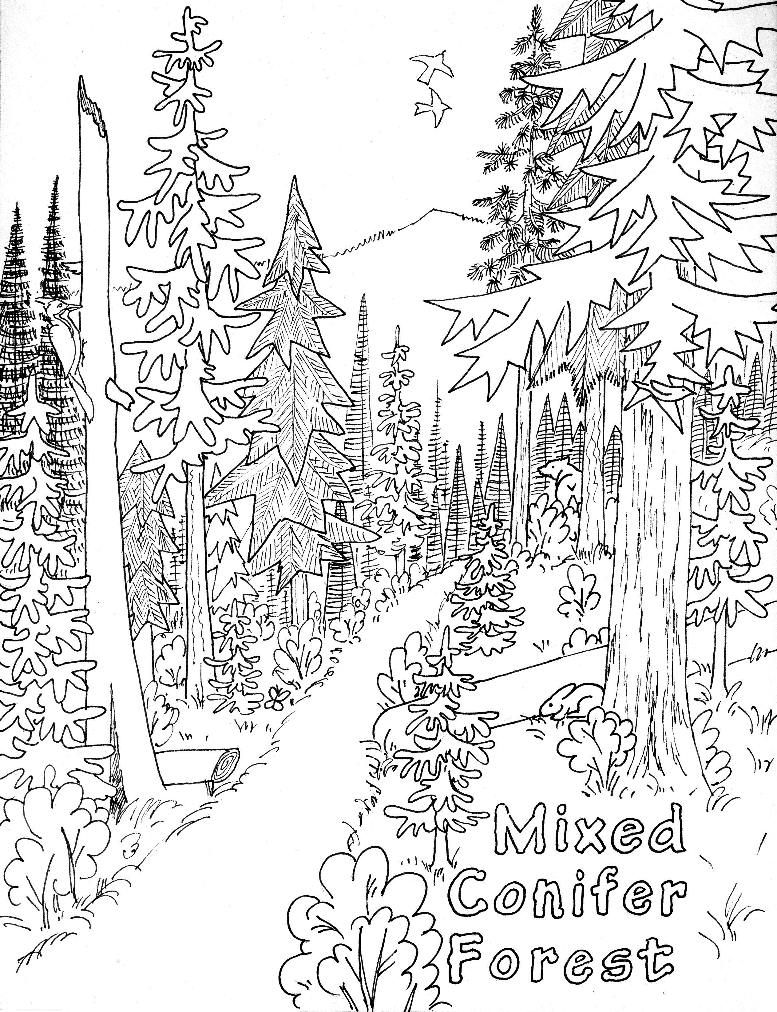 √ Free Printable Nature Coloring Pages For Kids - Free Printable Nature Coloring Pages For Adults