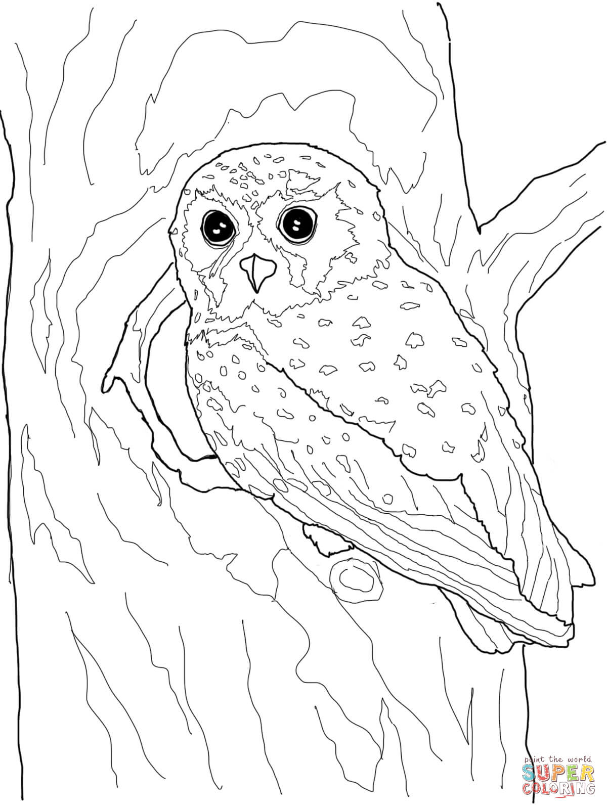 Elf Owl Coloring Page | Free Printable Coloring Pages - Free Printable Owl Coloring Sheets