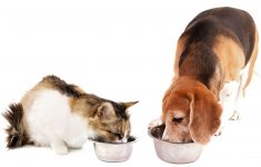 Free Printable Science Diet Dog Food Coupons