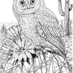 Free Color Pages Owls | Download Printable Free Animal Owl Colouring   Free Printable Owl Coloring Sheets