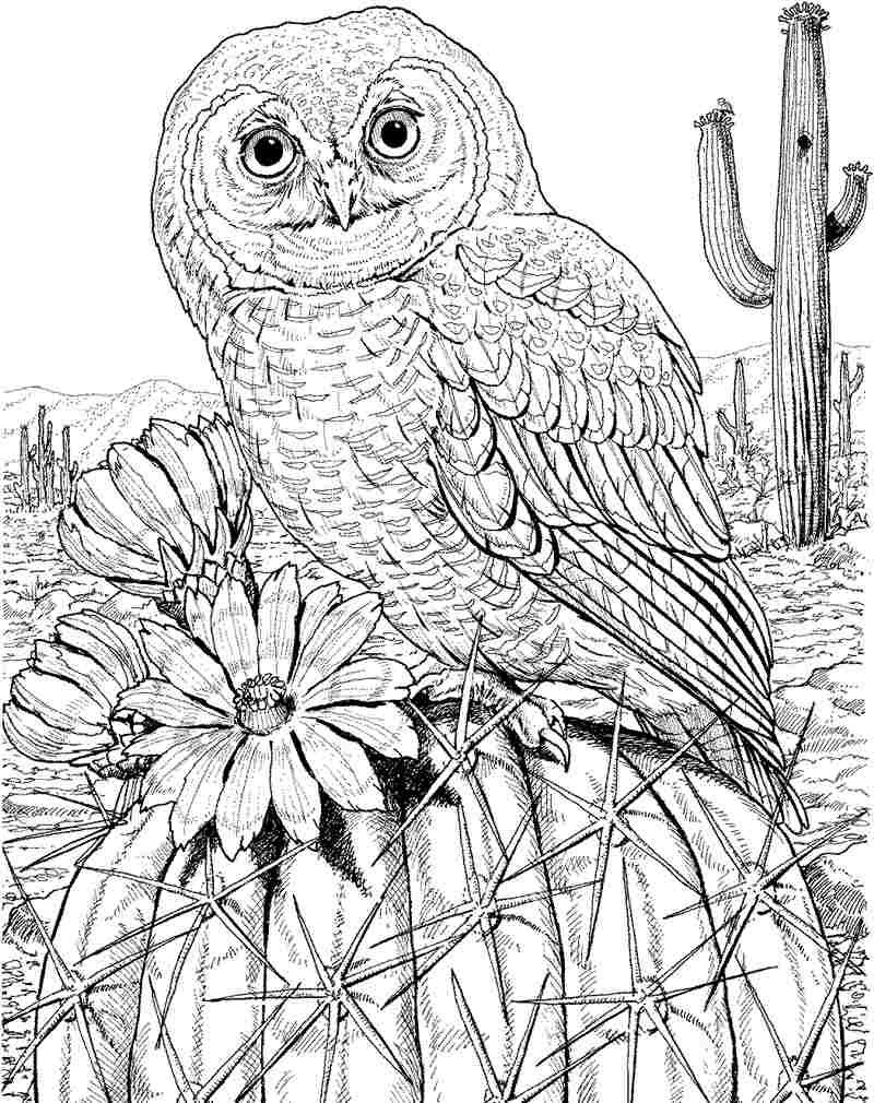 Free Color Pages Owls | Download Printable Free Animal Owl Colouring - Free Printable Owl Coloring Sheets