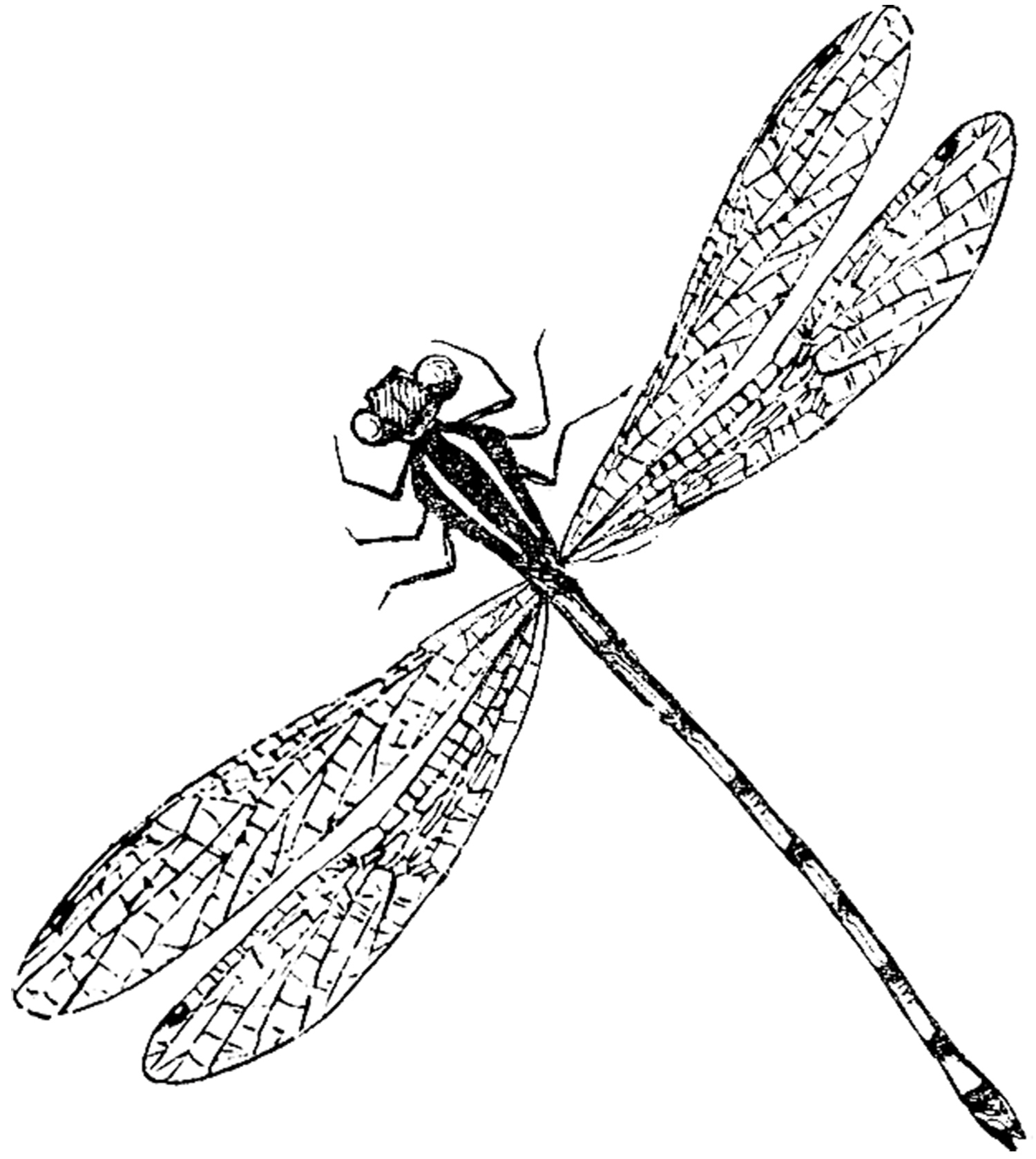 Free Drawings Of Dragonflies, Download Free Clip Art, Free Clip Art - Free Printable Pictures Of Dragonflies