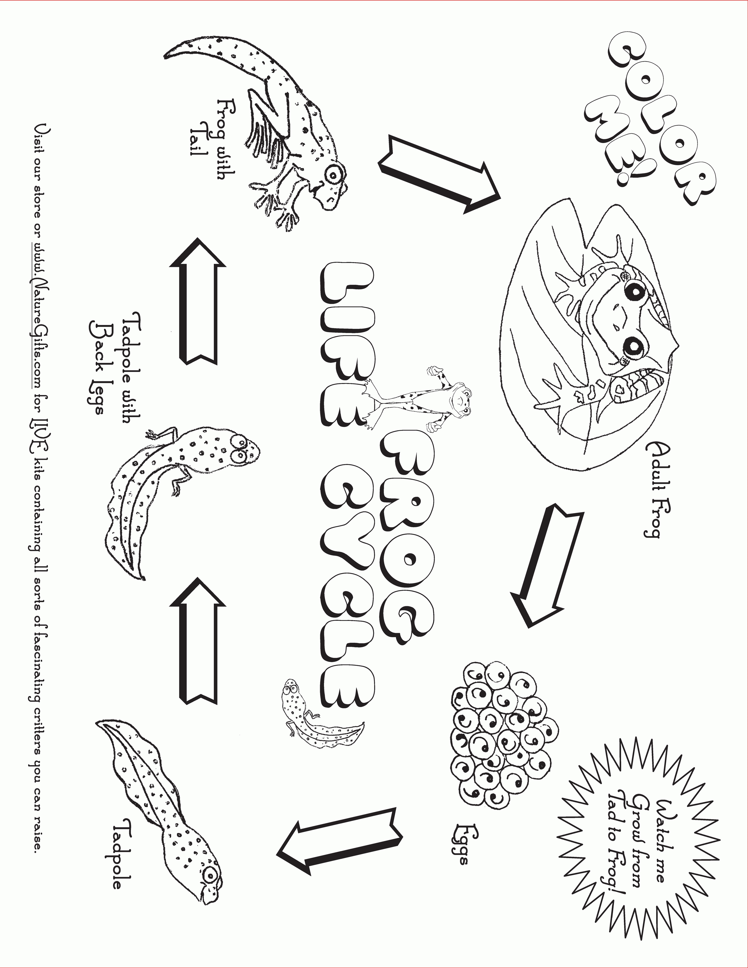 Free Frog Coloring Pages To Print Out And Color! | 4Th Grade - Life Cycle Of A Frog Free Printable Book