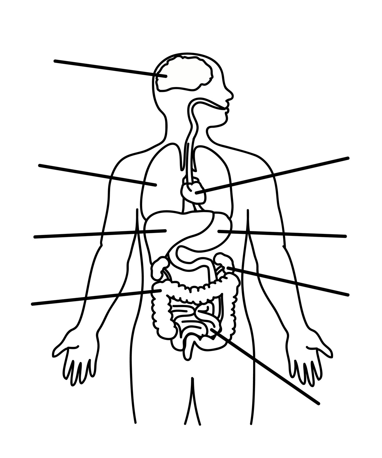 Free Human Body Outline Printable, Download Free Clip Art, Free Clip - Free Printable Human Body Template