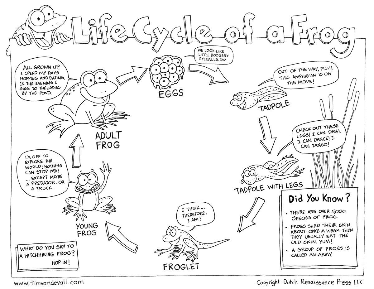 Free Life Cycle Of A Frog Printable - Life Cycle Of A Frog Free Printable Book