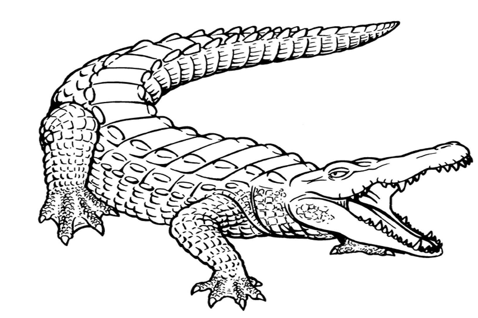 Free Printable Alligator Coloring Pages For Kids | Printables - Free Printable Pictures Of Crocodiles