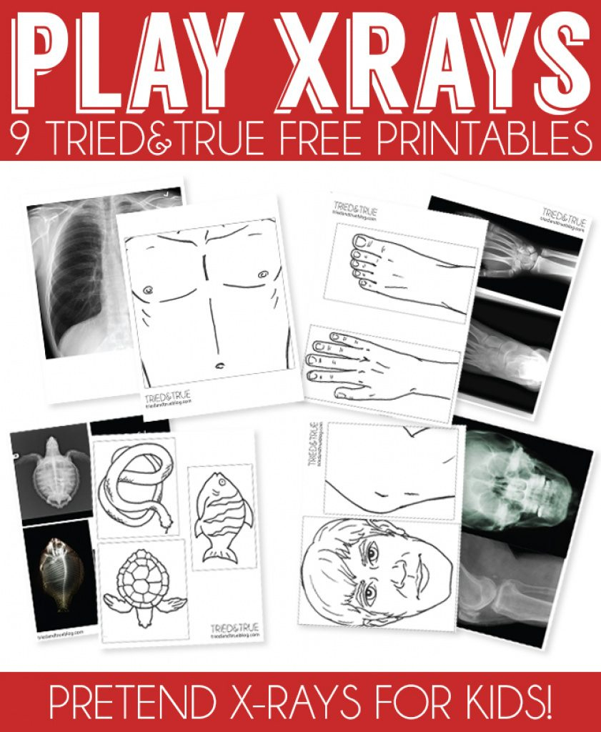 Free Printable Animal X Rays | Free Printable - Free Printable Animal X Rays