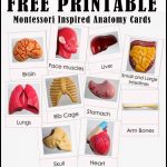 Free Printable Human Anatomy Cards | Science Resources For   Free Printable Anatomy Pictures