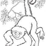 Free Printable Monkey Coloring Pages For Kids | Home Furniture   Free Printable Monkey Coloring Sheets