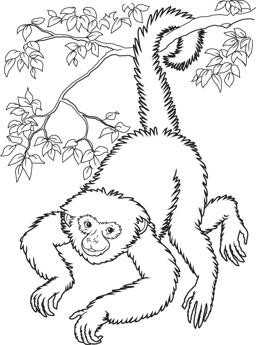 Free Printable Monkey Coloring Pages For Kids | Home Furniture - Free Printable Monkey Coloring Sheets