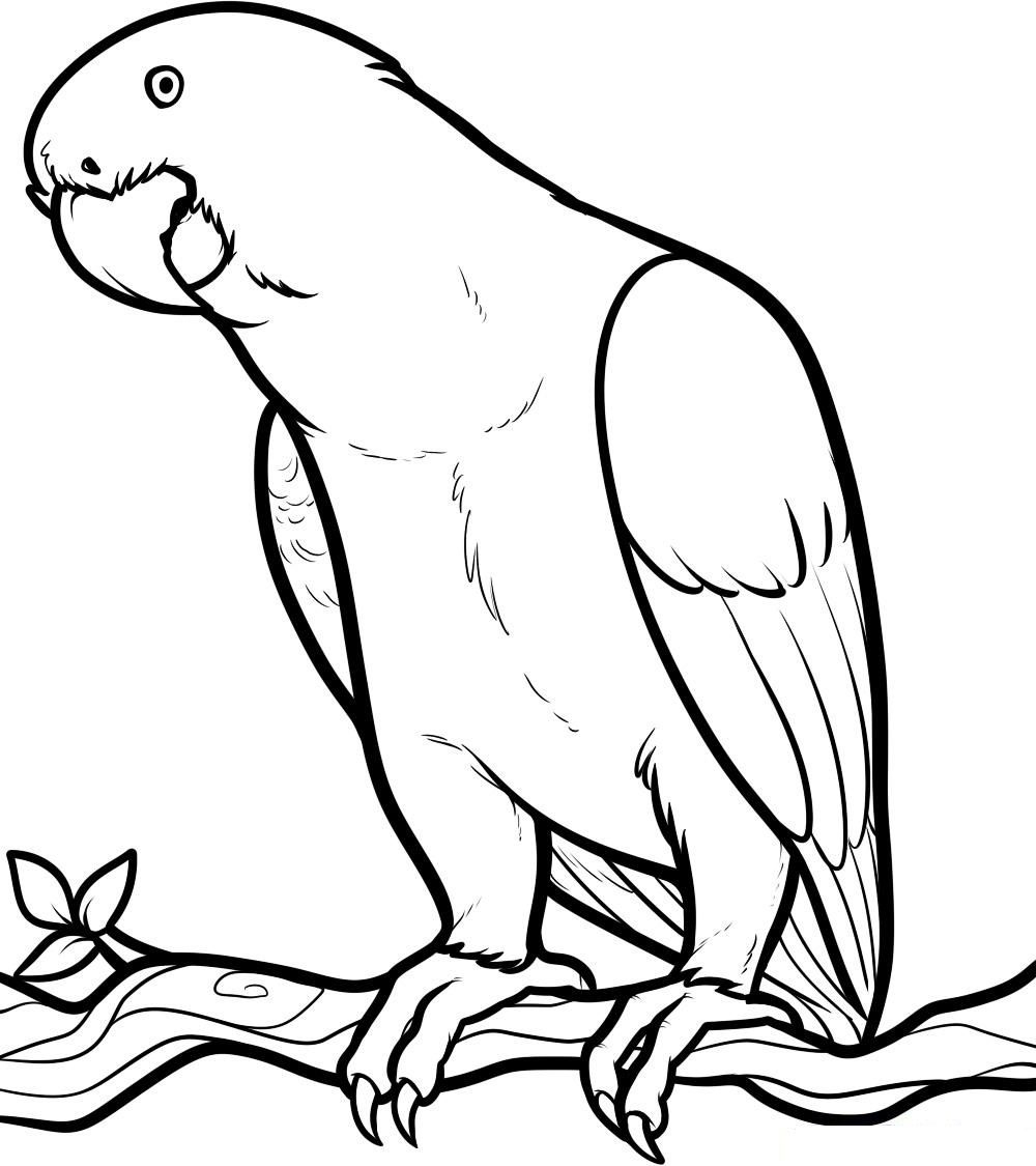 Free Printable Parrot Coloring Pages For Kids - Coloring Home - Free Printable Parrot Coloring Pages