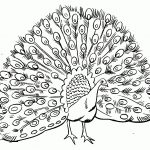Free Printable Peacock Coloring Pages For Kids | Peacocks   Free Printable Peacock Pictures