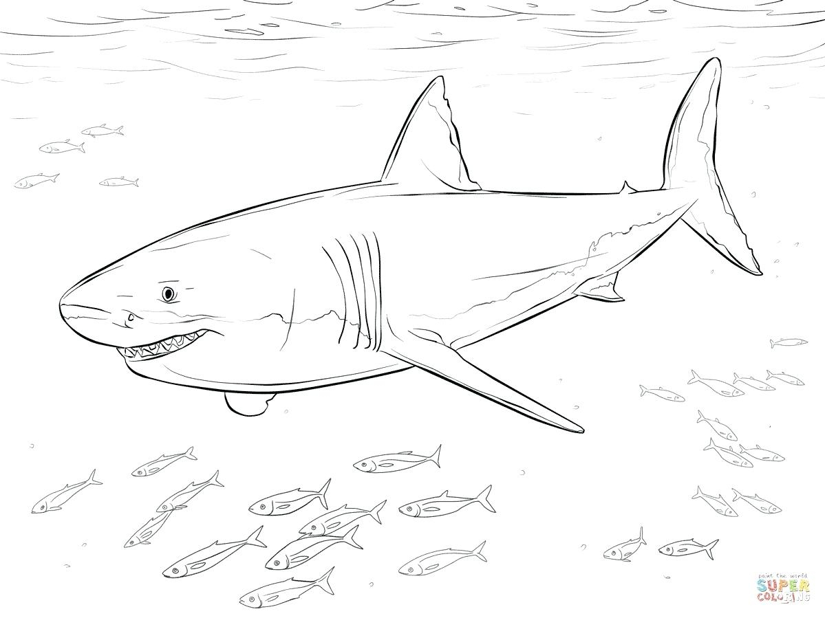 Free Printable Shark Coloring Pages Free Shark Coloring Pages - Free Printable Great White Shark Coloring Pages