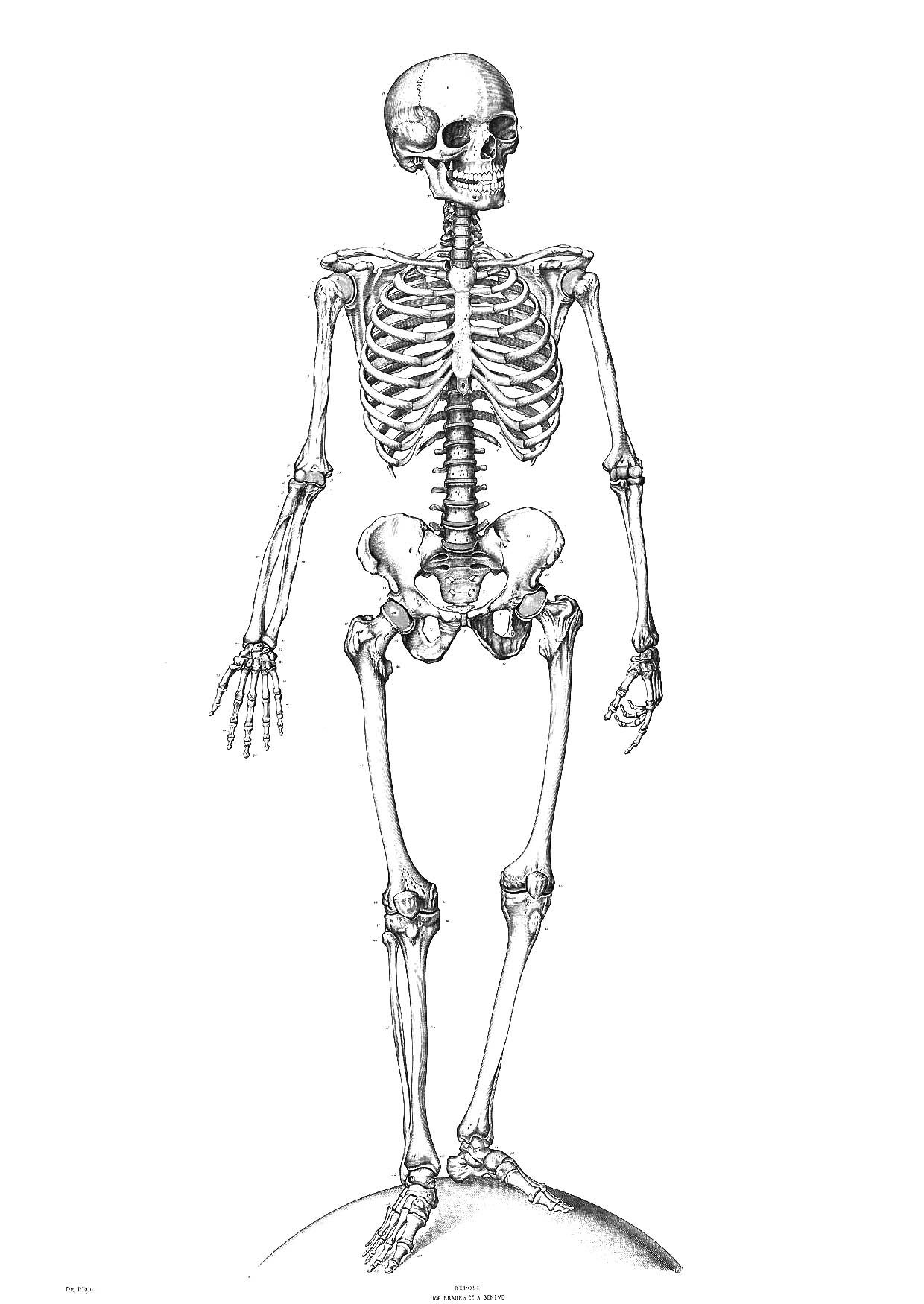 Free Printable Skeleton Coloring Pages For Kids | Classical - Free Printable Skeleton Coloring Pages