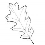 Fresh Printable Leaf Pattern Interesting Templates Coloring Pages   Free Printable Oak Leaf Patterns