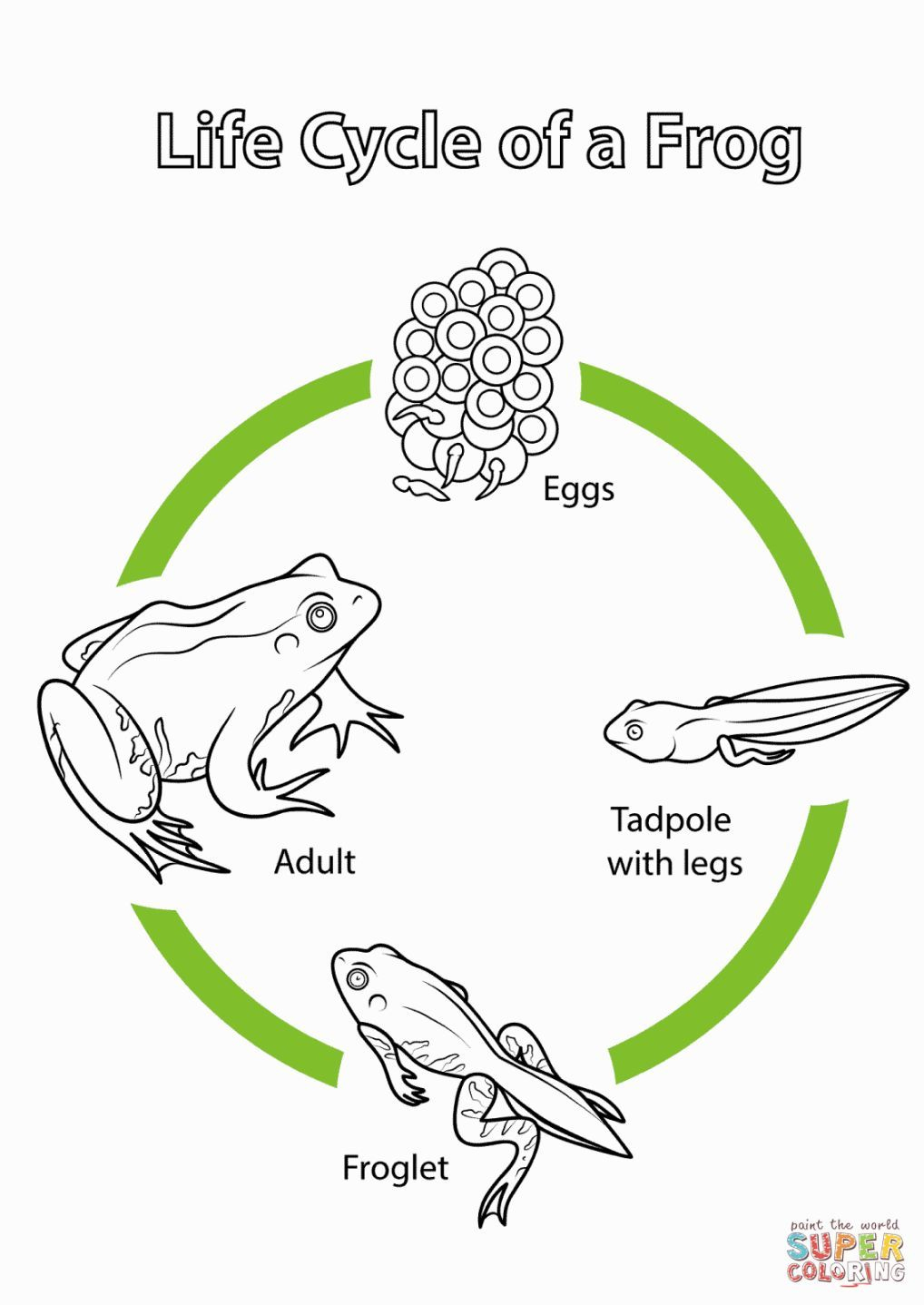 Frog Life Cycle Coloring Page | Coloring Pages | Pinterest | Frog - Life Cycle Of A Frog Free Printable Book