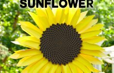 Free Printable Sunflower Template