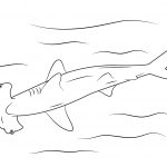 Hammerhead Shark Coloring Page | Free Printable Coloring Pages   Free Printable Shark Coloring Pages