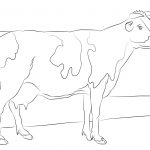 Holstein Cow Coloring Page | Free Printable Coloring Pages   Coloring Pages Of Cows Free Printable